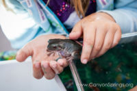 Our Kids (and some adults ;) enjoyed the animals brought in by The Lizard Wizard. https://www.canyonsprings.org Our Kids (and some adults ;) enjoyed the animals brought in by The Lizard Wizard. https://www.canyonsprings.org