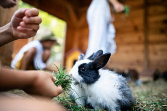 Kids feeding bunnies with grass. Two boys and a girl are feeding little bunnies. Closeup of a bunny.
Nikon D850.